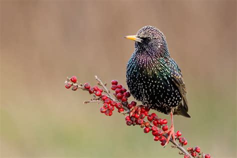 Starling Hd Wallpaper