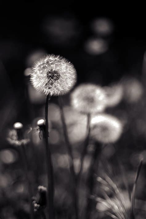 Another Dandelion Black And White Photography Dandelion Pictures