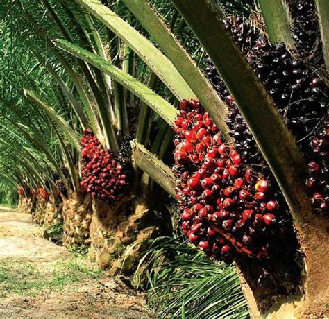 Not to mention that it contains 44% of saturated fatty acids palmitic acid, 5% of stearic acid, 1% myristic acid, 39% of unsaturated fatty acids oleic acid and the rest is linoleic here are some red palm oil health benefits that will astonish you. 1-2-3-5TPH palm oil milling machine and pressing machine ...