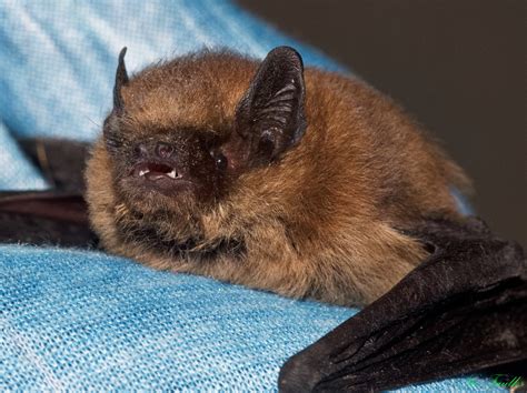 Re Uniting Baby Bats Northumberland Bat Group