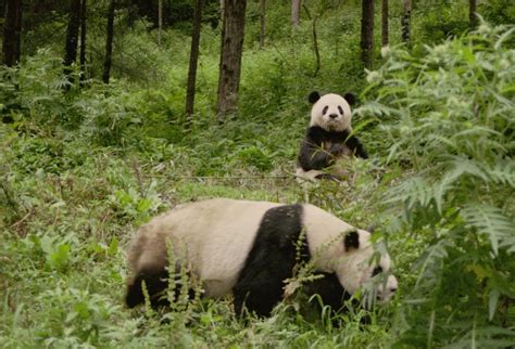 Msu Helps Take Pandas Off Endangered Species List The State News
