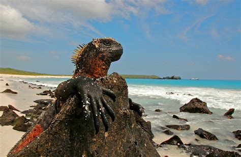 Galapagos National Park The Ecuadors First National Park