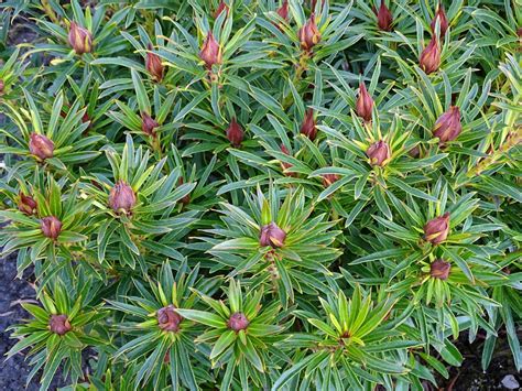 Rhododendron Grazeasy Dark Pink Rhododendron Ponticum Grazeasy