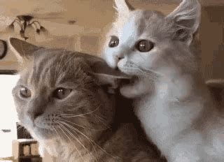 Note that a feline's basic instinct compels any kitty to launch an attack on anything that resembles a tail. Kittens Cats GIF - Kittens Cats Chewing - Discover & Share ...