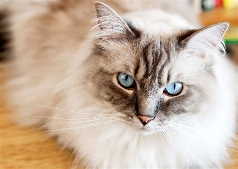 The 10 Most Popular Cat Breeds In The World Daily Paws