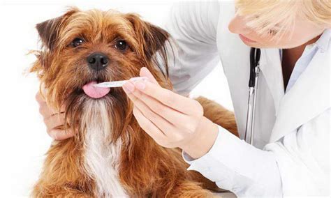Many city locations will have at least one vet who is open over the weekends to care for any of the emergency. Find Dog Vet Near Me | petswithlove.us