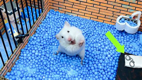 Hamster Escapes Maze Awesome Maze For Pets In Real Life In Hamster Stories Youtube