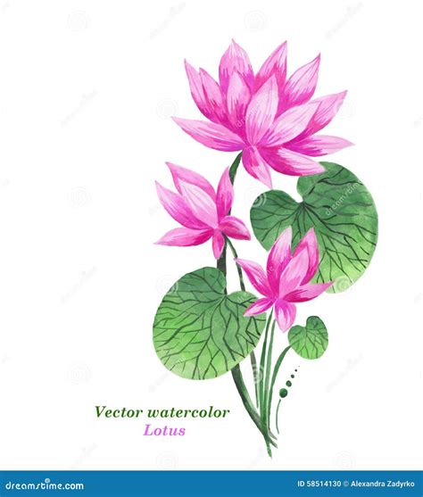 Watercolor Illustration Pink Lotus Vector Floral Background Stock