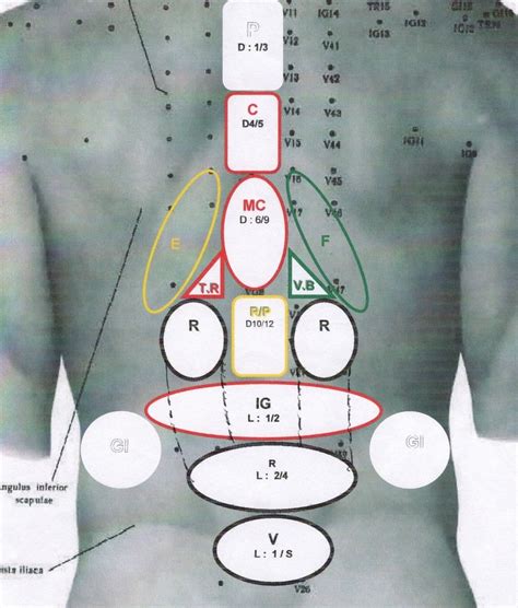 Zones Reflexes Selon Masunaga Tao Et Spiritualité Magnet Therapy Body Chart Shiatsu Cupping