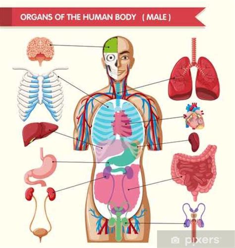 Vinilo Pixerstick El Gráfico Muestra Los órganos Del Cuerpo Humano