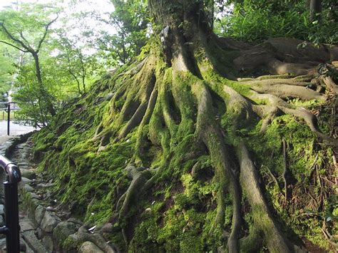 Sprawling Roots
