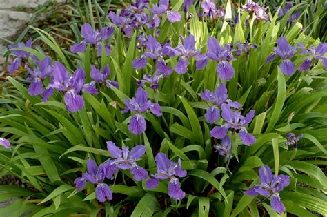 Iris Tectorum Japanese Roof Iris From Garden Center Marketing