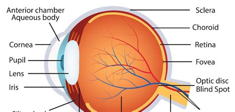 Human Eye Anatomy La Pine Eyecare Clinic