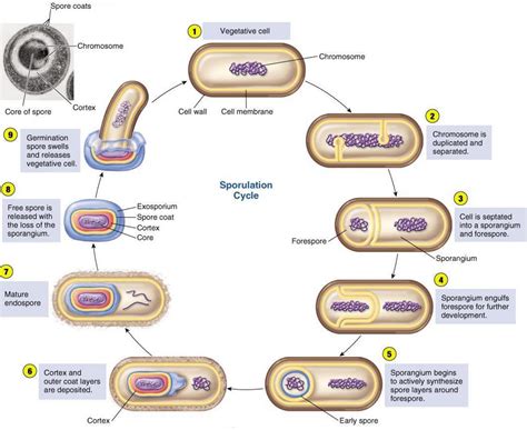 Bacterial Endospore Structure Stages Of Sporulation And Germination