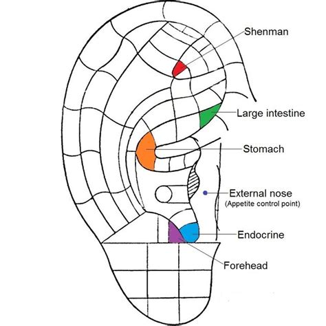 The Posterior Auricular Anatomy Download Scientific Diagram
