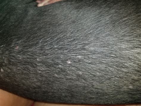 My 5 Month Blue Doberman Small Bumps On Her Head And Back I See Other