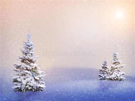 Winter Landscapesnow Covered Christmas Trees In The Mountains Winter