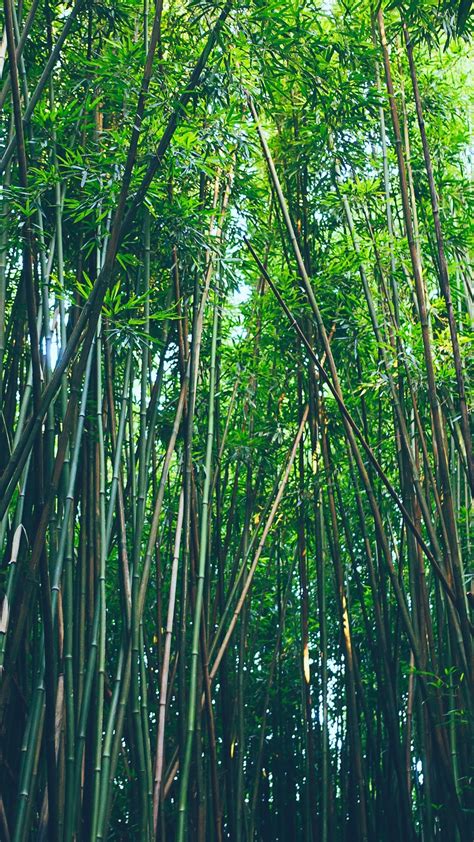 Fondos De Pantalla Bosque De Bambú La Naturaleza 3840x2160 Uhd 4k Imagen