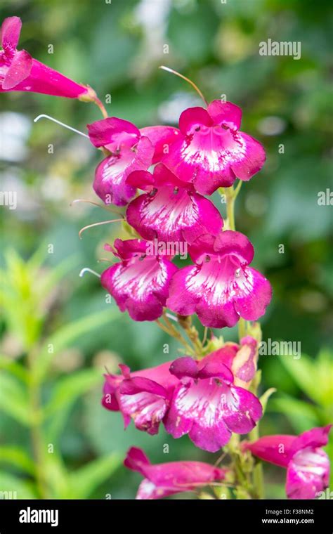 Penstemon Flower Spike Pinky Red Colour Stock Photo Alamy