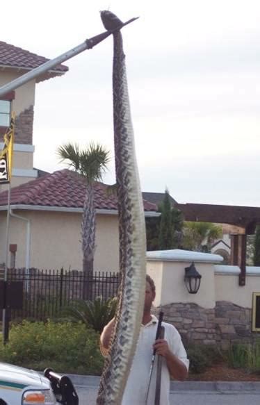 15 Foot Eastern Diamondback Rattlesnake Caught In Florida