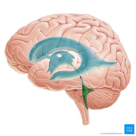Cerebral Ventricles Anatomy