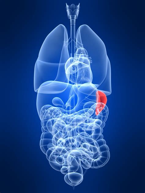 Spleen Enlarged Spleen Symptoms Causes And Treatment Vitamin