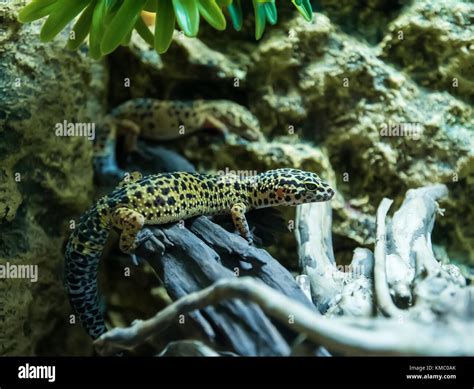 Leopard Gecko Eublepharis Macularius In Natural Environment Stock Photo