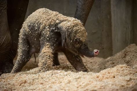 Baby Elephant Born At Columbus Zoo Will Melt Your Heart Photos
