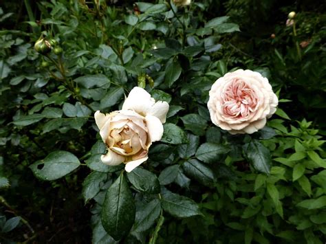 Rosenpflege Rund Ums Jahr Nachgeharkt