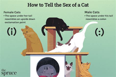 How To Tell The Sex Of A Cat
