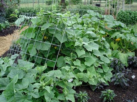 Building A Trellis For Cucumbers Bonnie Plants