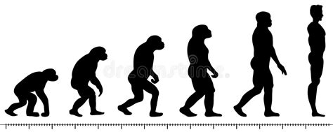 Evolution Man Silhouette Stock Illustrations 1106 Evolution Man