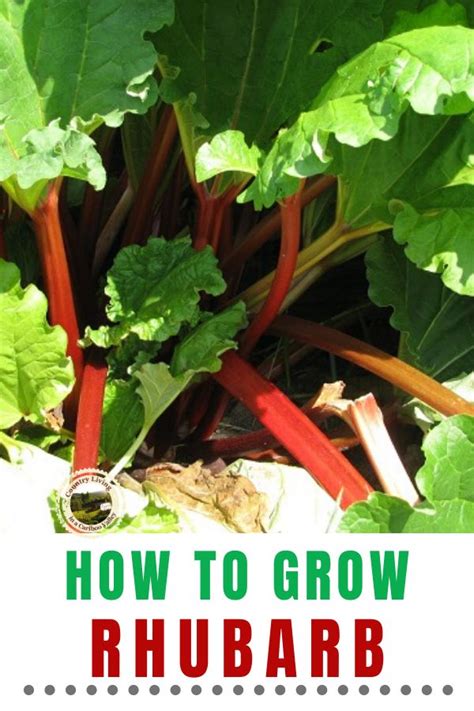 How To Grow Rhubarb An Easy Edible Perennial For Your Garden