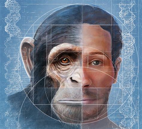 Scientists Home In On Origin Of Human Chimpanzee Facial Differences