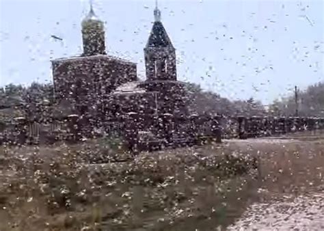Russia Locust Invasion Swarms Of Locusts Devastate Crops Defy