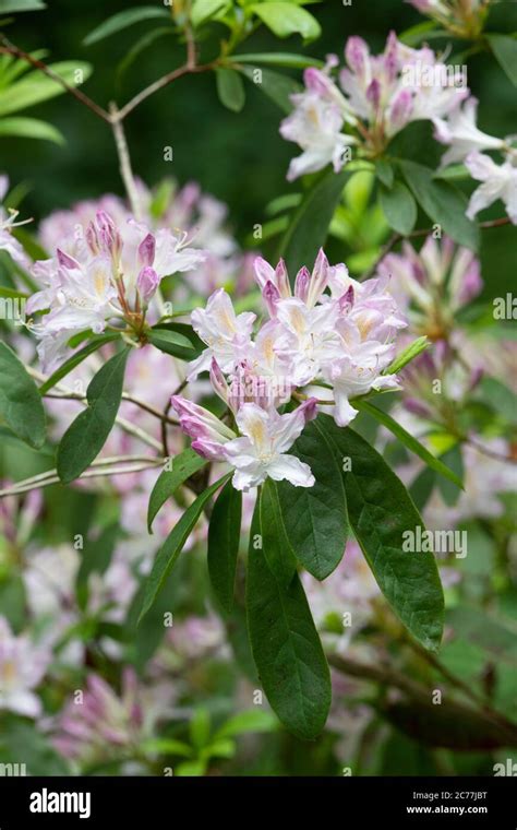 Purple Flowering Rhododendron Hi Res Stock Photography And Images Alamy