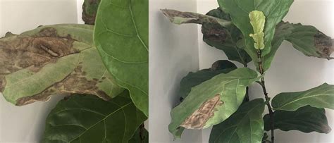 How To Treat Brown Spots On Fiddle Leaf Fig Leaves Fiddle Leaf Fig Care