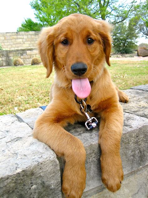 What A Sweet Golden Retriever 😊 Golden Retriever Puppy Dogs Golden