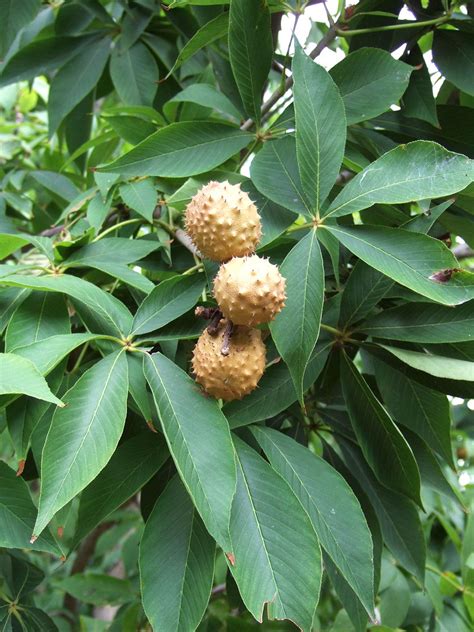 Which Trees Produce Spiky Round Balls Heres How To Identify Them