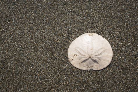 Sand Dollar Facts And Beyond Biology Dictionary