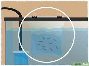 How To Breed Red Cherry Shrimp 10 Simple Steps