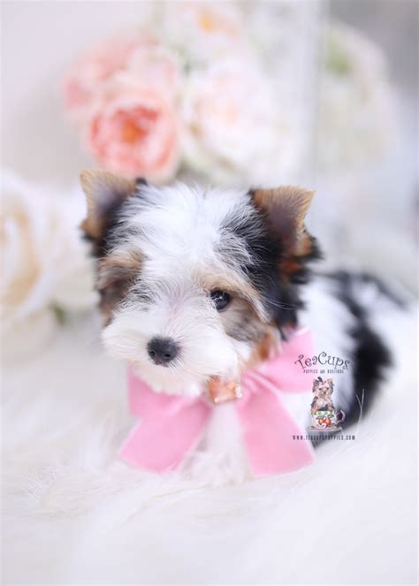 Yorkie puppies for sale by royal elegance yorkies, a small at home yorkie breeder located in florida, usa. Parti Yorkie Puppies Florida | Teacup Puppies & Boutique