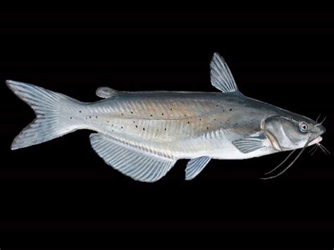 Four kings of poland have borne this name, including casimir iii the great, who greatly strengthened the polish state in the 14th century. List Of Freshwater Fish Beginning With C | Animals Name A To Z