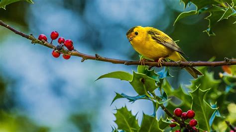Cute Bird Images Hd Yellow Best Hd Wallpapers