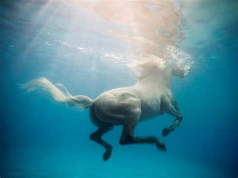 Underwater Horses Studio Rue Blog Horses Beautiful Horses