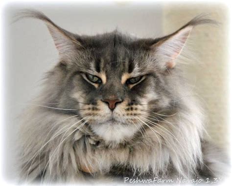 According to the light and different computer monitor. Pin on Maine Coons