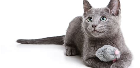 Hypoallergenic Cat 8 Breeds Youll Be Able To Love And Cuddle
