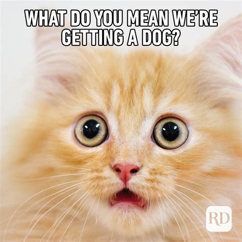 40 Funny Animal Memes Readers Digest