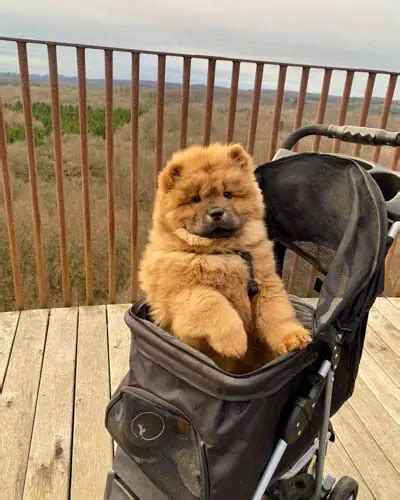 Chow Chow Dog Breed Information Temperament And Images
