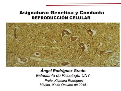 Reproducción Celular Genética Y Conducta Uny Ppt